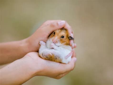 Hamster Penis Paraphimosis – The Problem No One Talks About